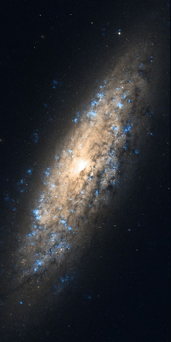 A Hubble image of an inclined spiral galaxy — a golden stellar disk threaded with dark dust lanes and blue star-forming knots against deep space.