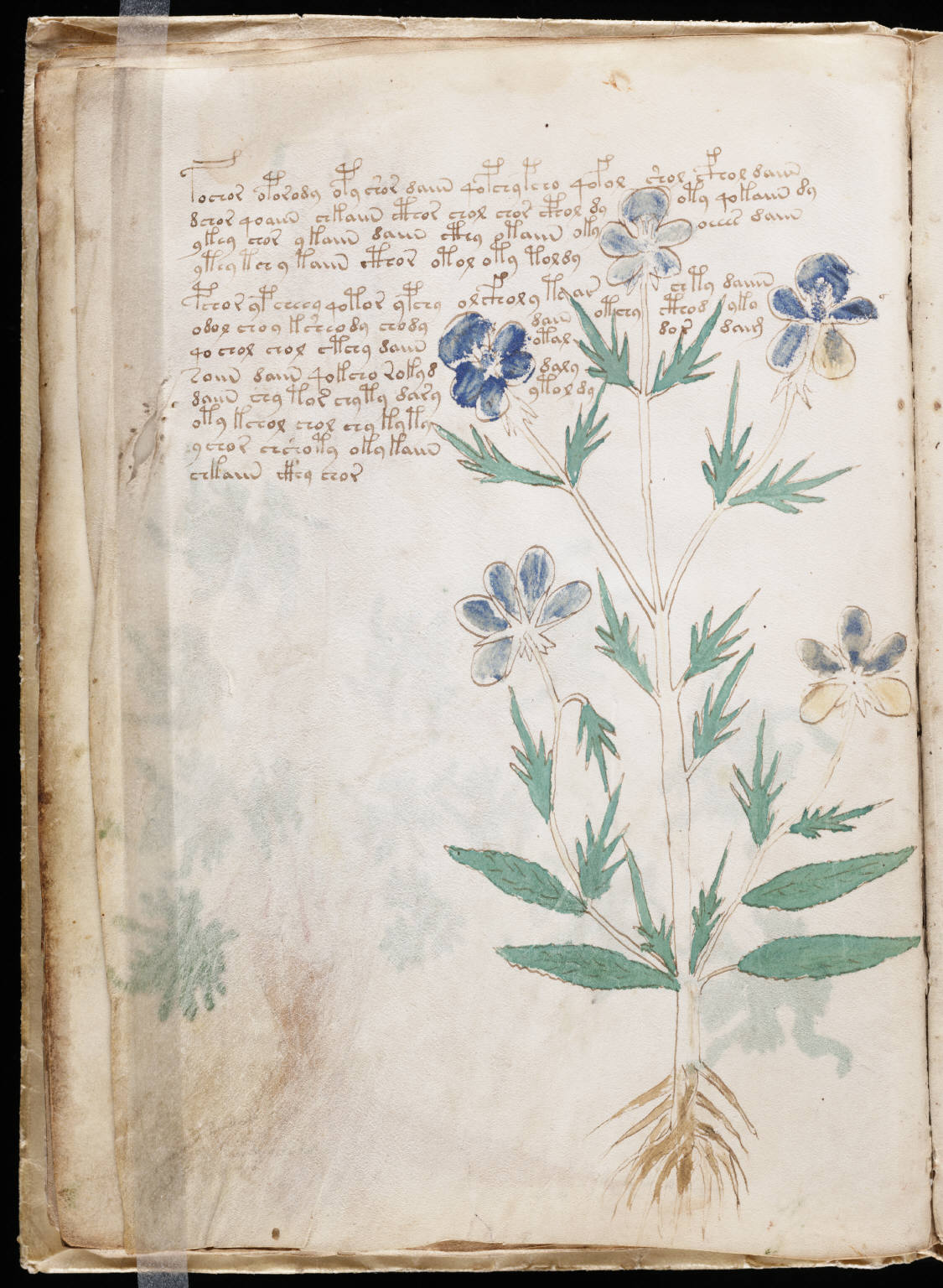 A folio of the Voynich manuscript (Beinecke MS 408): a hand-painted plant beside dense, unknown script.